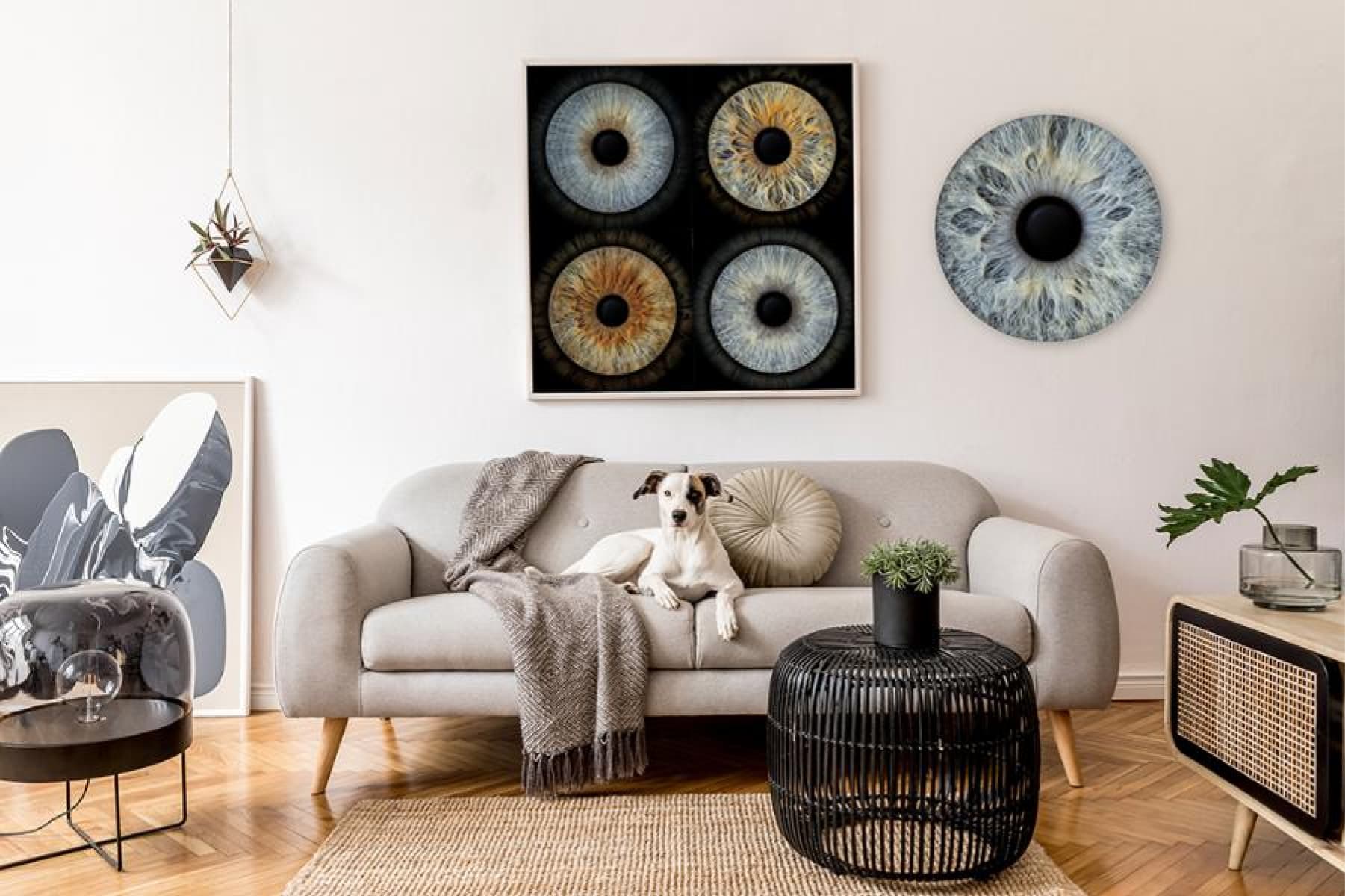 A cozy couch sits in the middle of a living room, and a dog lies on it. Photos of iris hang on the wall above the couch.