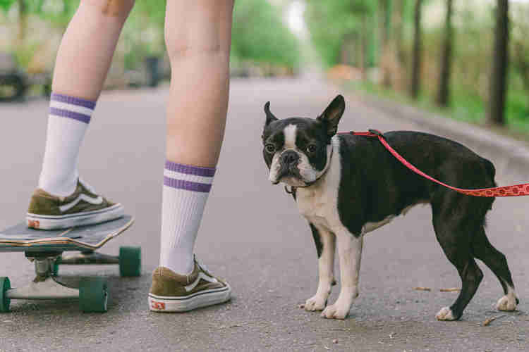 french bulldog skateboarding