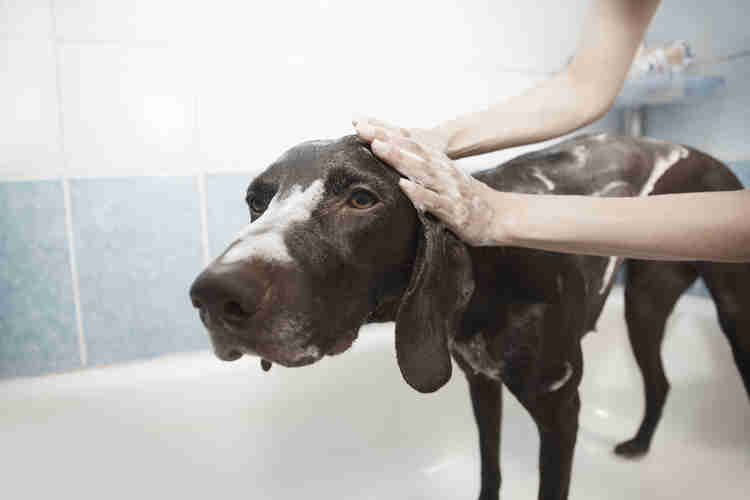 German shorthaired pointer taking a bath.