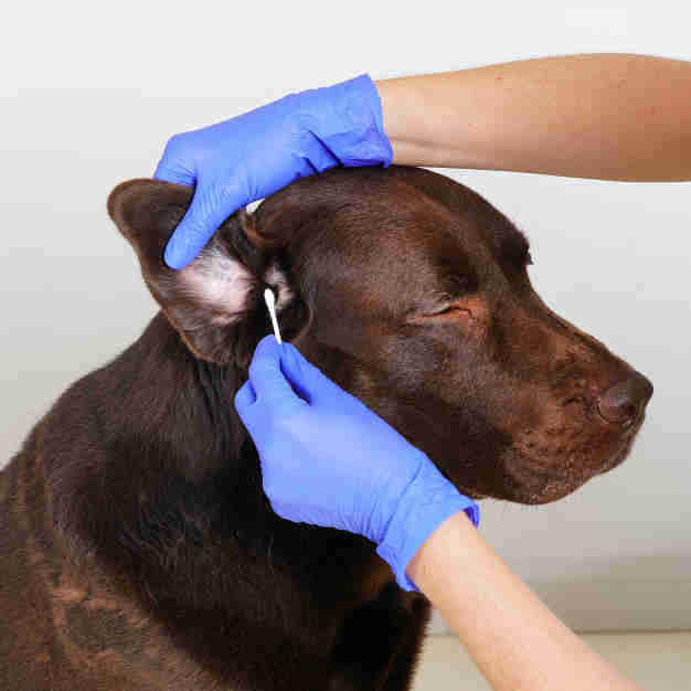 Inspecter les oreilles d'un labrador chocolaté