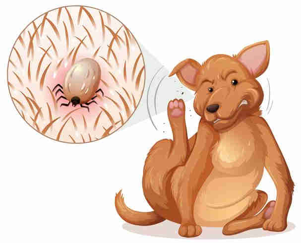 Le chien se gratte parce qu'il a des tiques