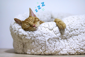 Chat dormant dans son lit