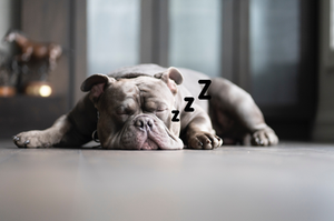 Bouledogue endormi