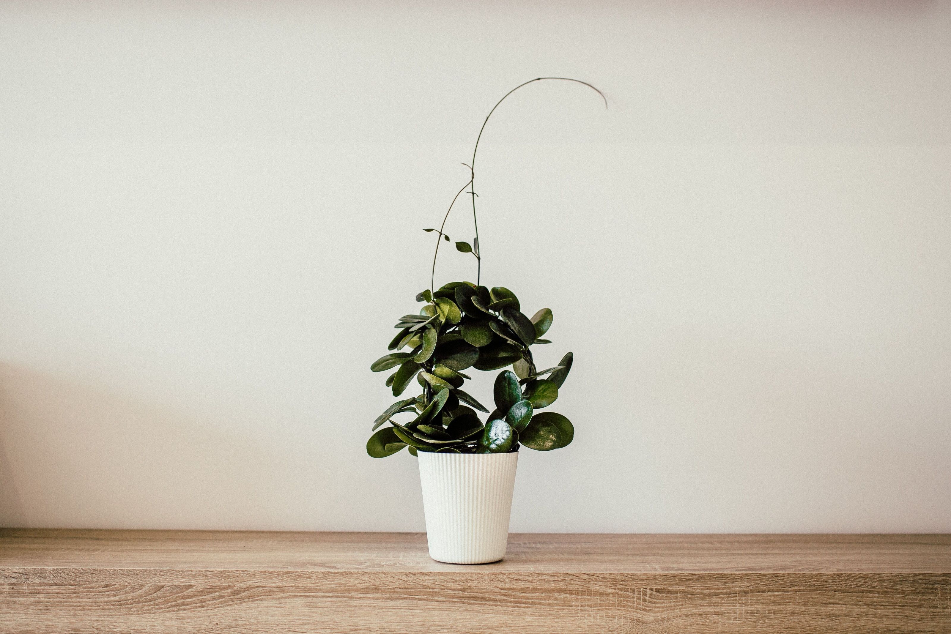 14 Best Office Plants Low Light & LowMaintenance Plants