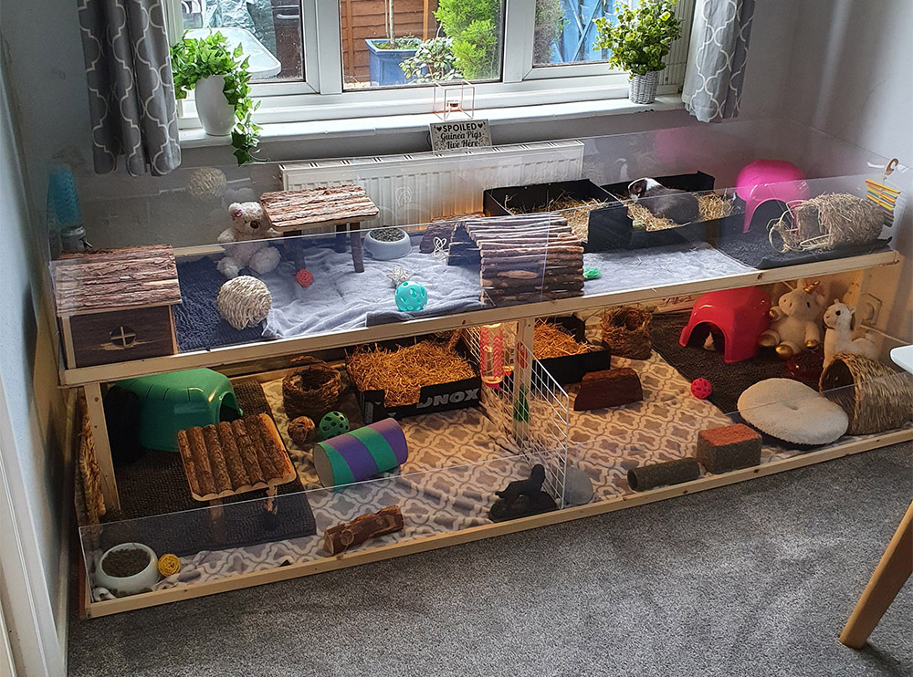 Blog 6 Essential Tips for Owning a Guinea Pig