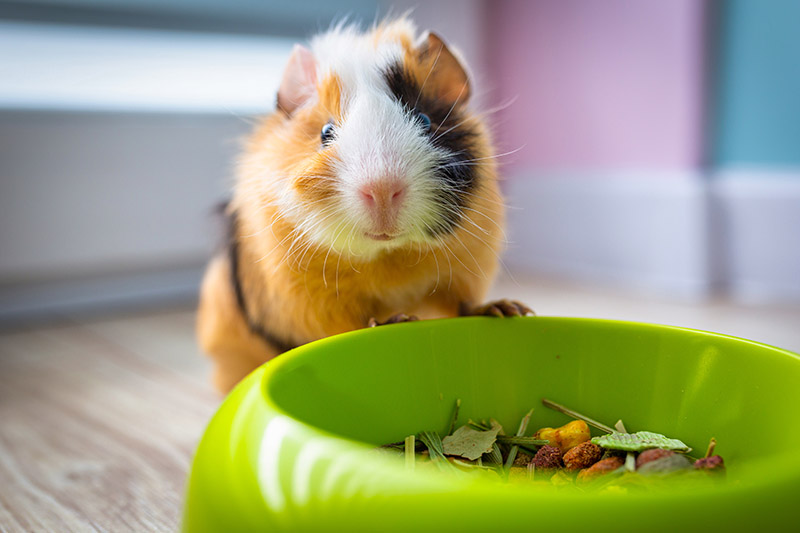 Blog 5 Telltale Signs Your Guinea Pig is Happy