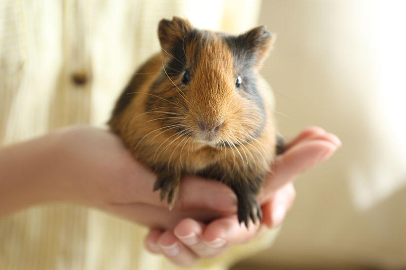 Blog How to Handle your Guinea Pigs Safely