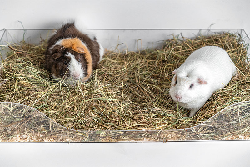 Blog Guinea Pig Hay Trays The Ultimate Guide