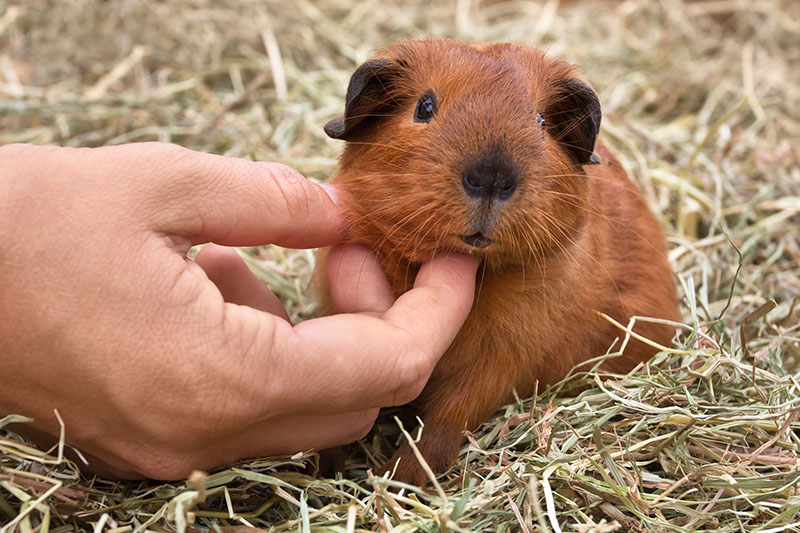 Blog How to keep Guinea Pigs calm during fireworks