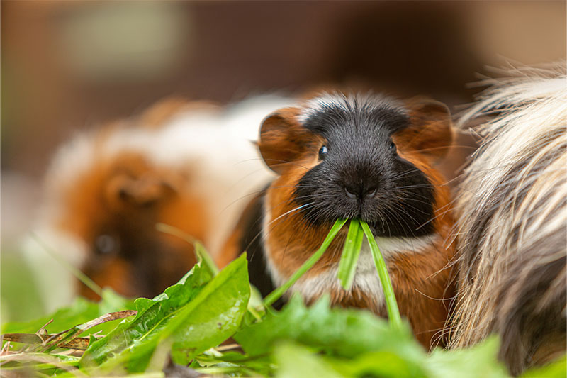 Blog Five tips on reducing Guinea Pig odours