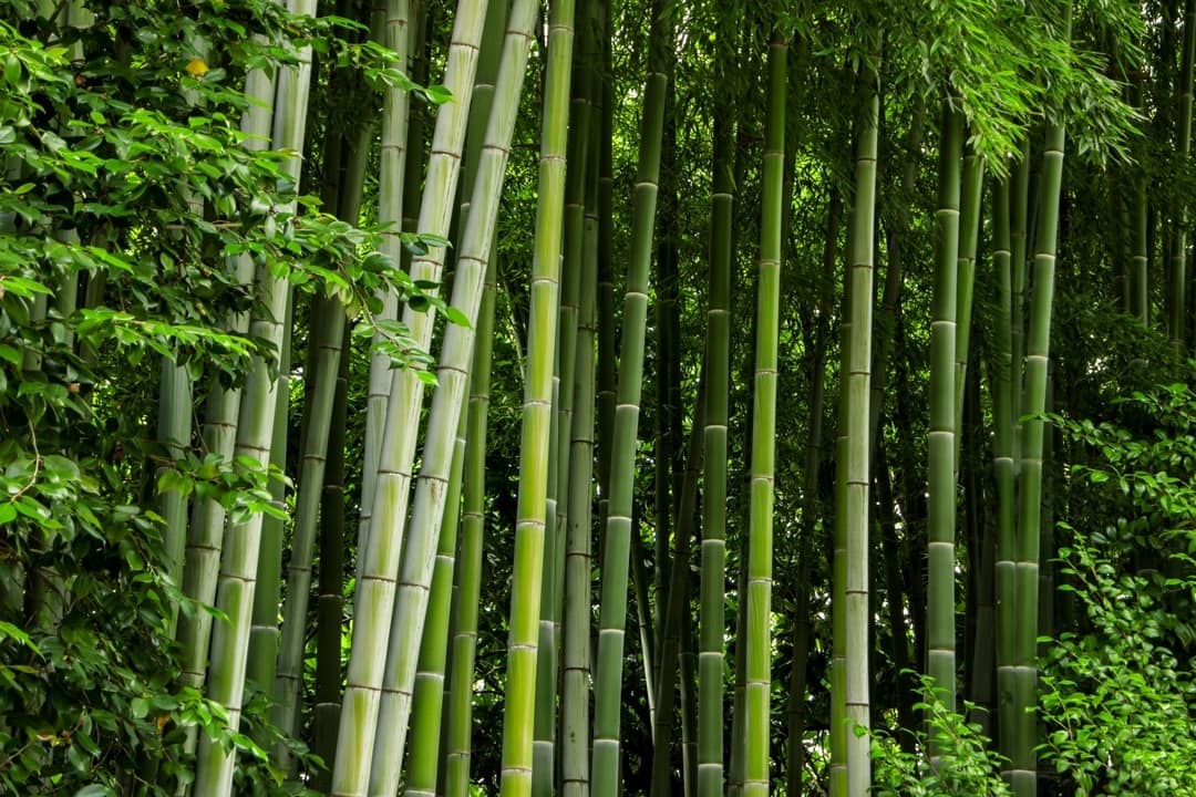 Bamboo Garden Nursery