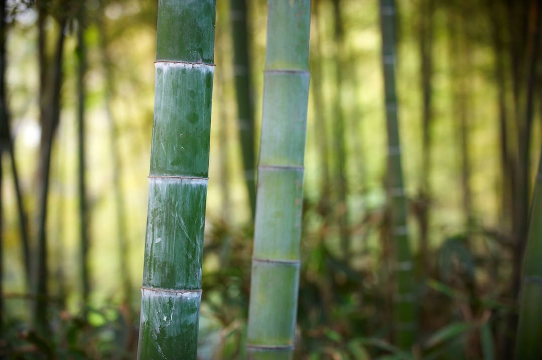 Caring for Bamboo Bamboo Garden