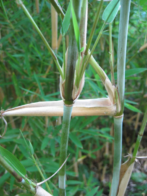 A close up of young Yushania sp. 'Climbing' culms, showing blue color