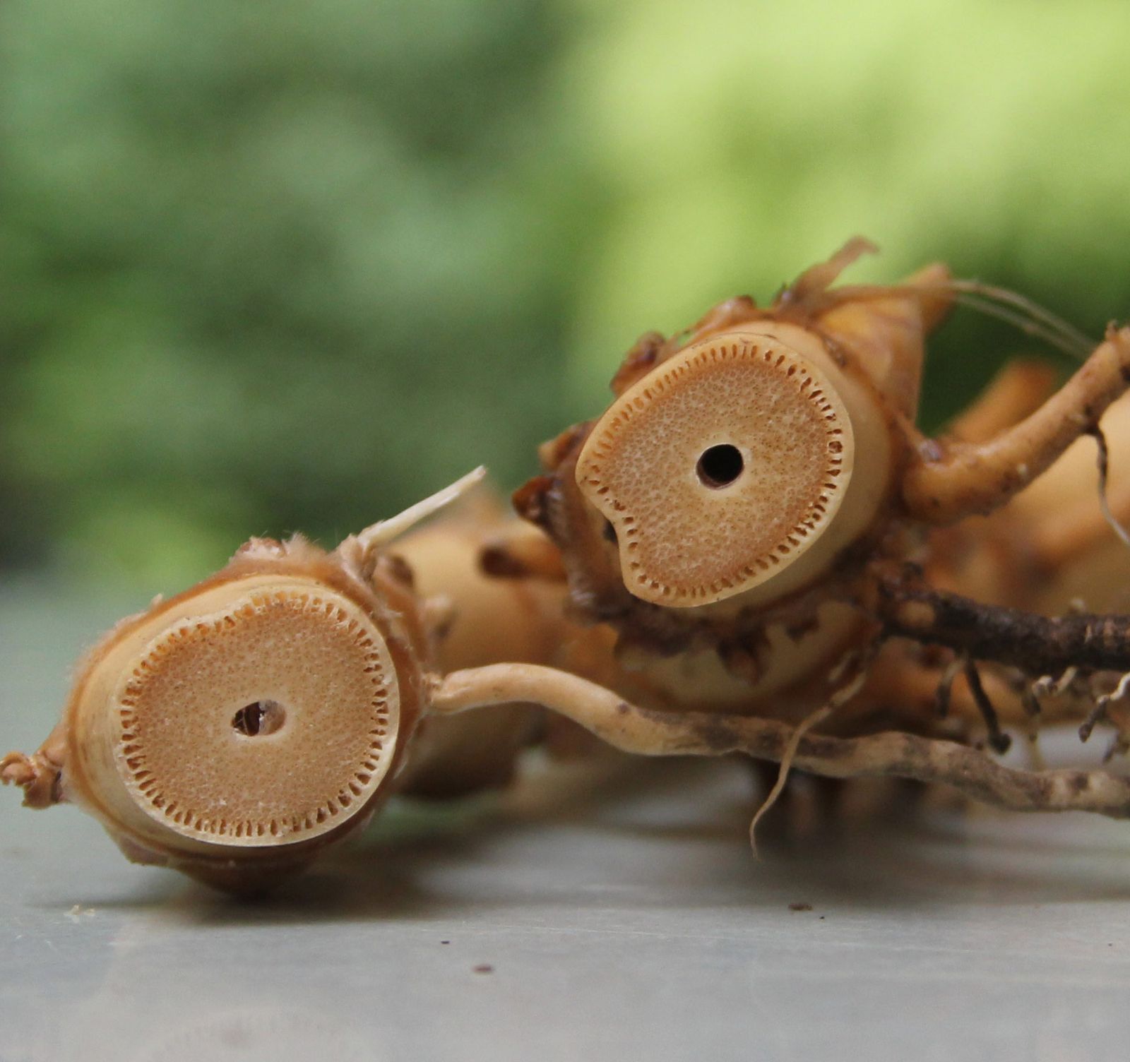 Phyllostachys atrovaginata Incense Bamboo Bamboo Garden