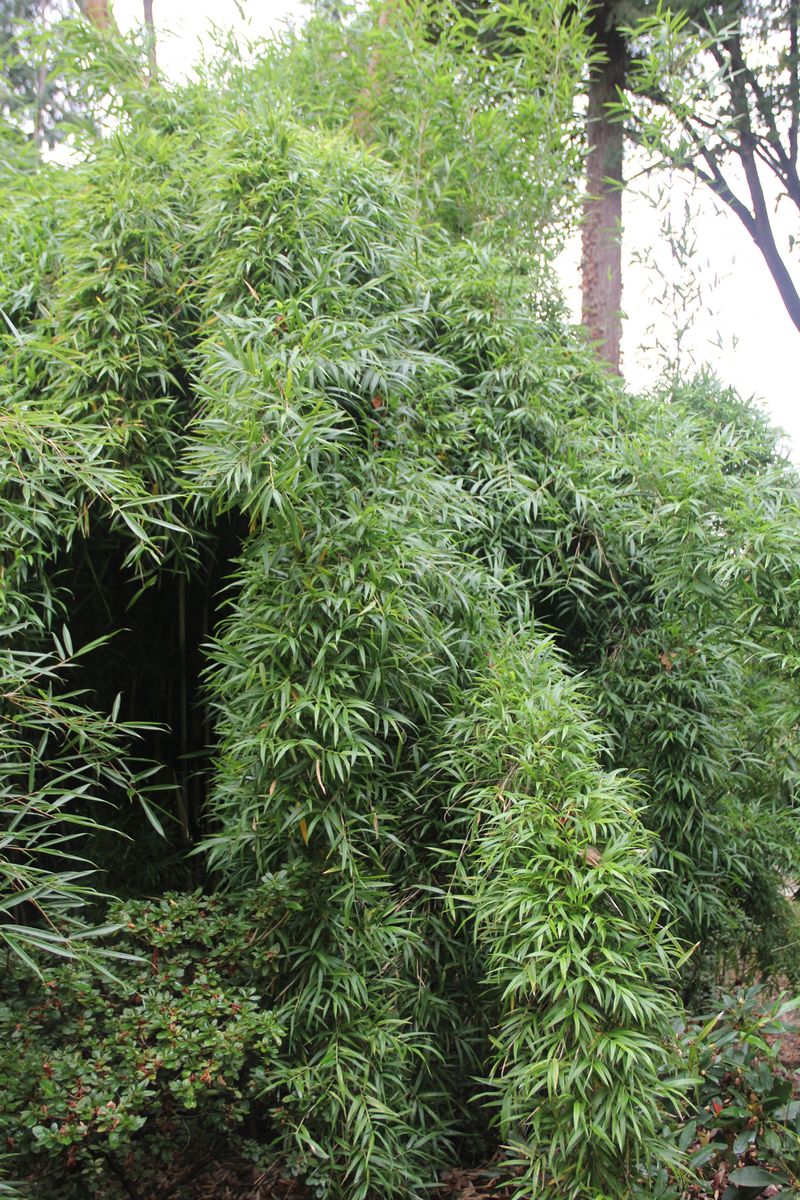 Yushania anceps 'Pitt White' Bamboo Garden