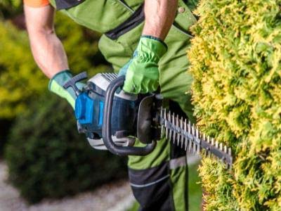 arborist using a small chainsaw to prune a small hedge