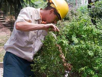 professional arborist inspecting a small bush