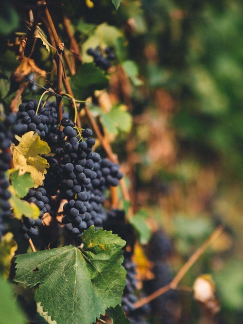 Biodynamic Wines Johan Winery & Vineyard