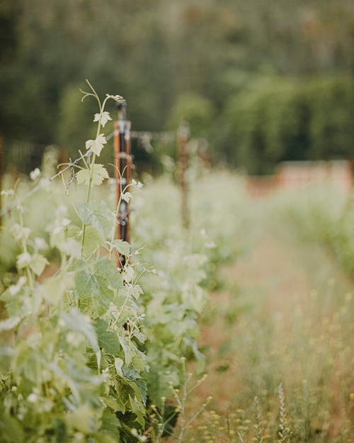 Biodynamic Wines Johan Winery & Vineyard