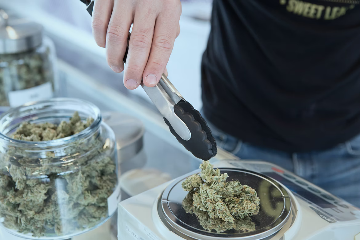 Person weighing medical marijuana on scales