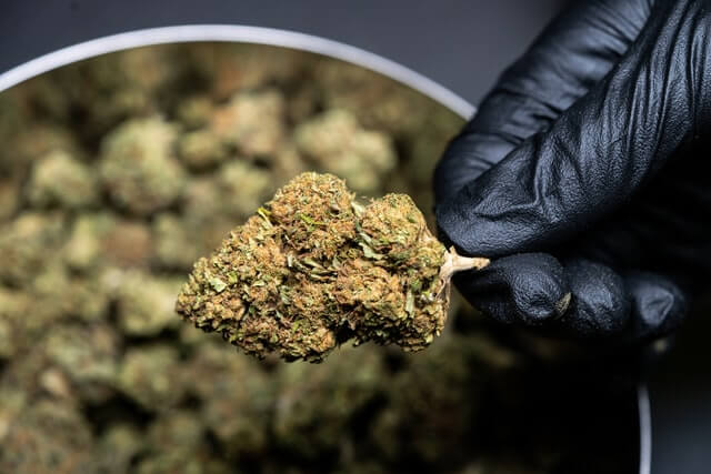 Gloved hand holding up a dried cannabis bud