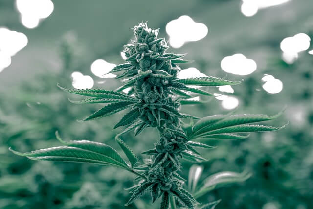 Flowering cannabis plant