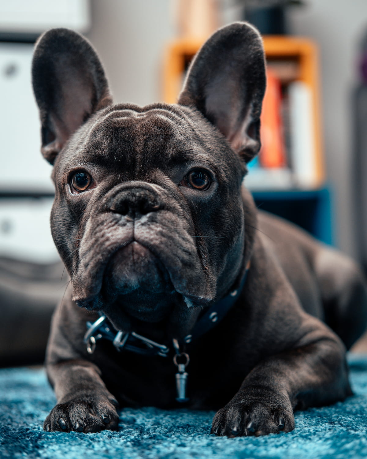 Portrait of a blue french bulldog called Pixel