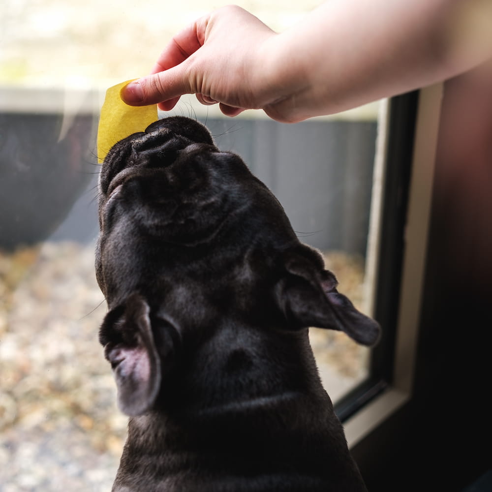 Cute french bulldog reaching to a sticky note