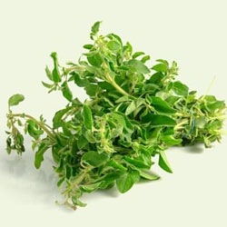 Oregano