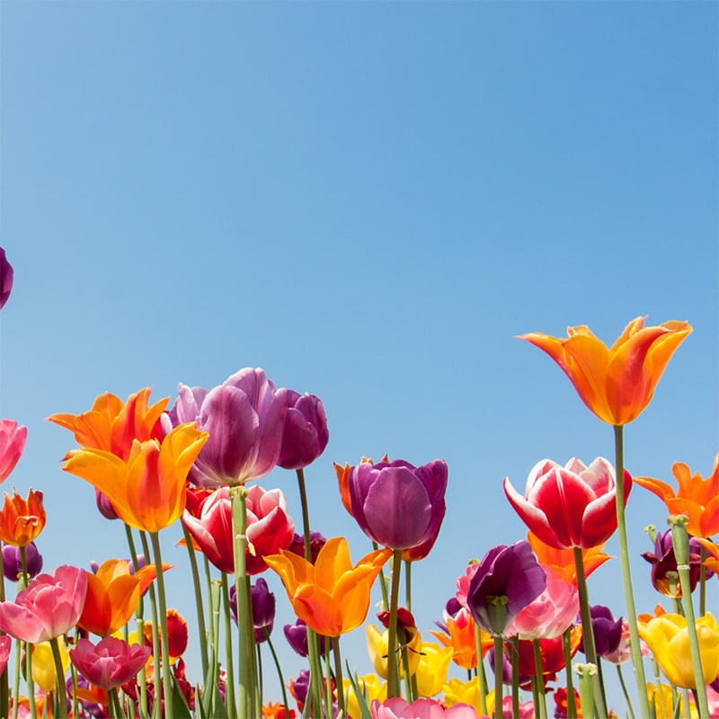 Variety of colorful tulips