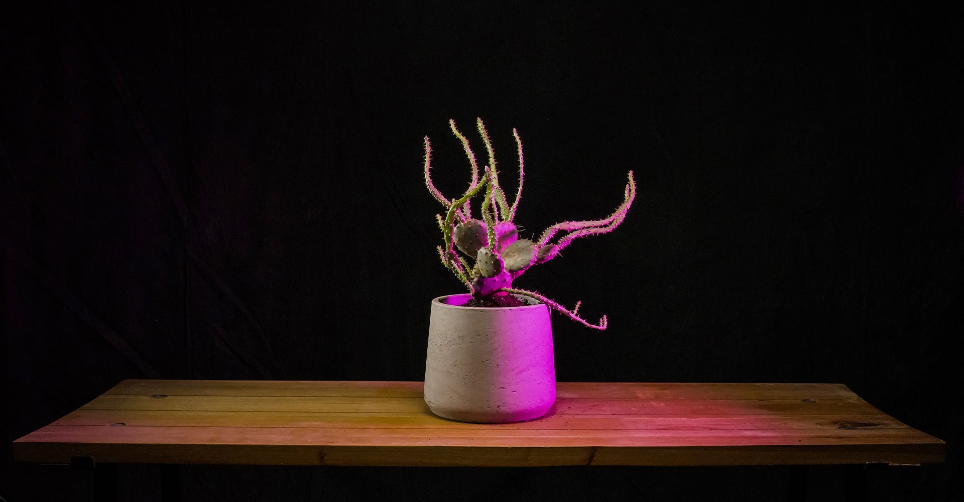 A cactus on a bench with pink highlights.