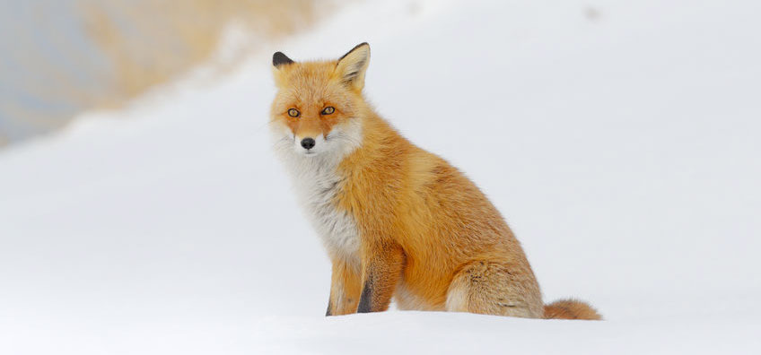 Fox in the snow - Ted Hughes poem