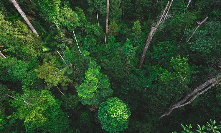 A bird's eye view of a green tropical forest