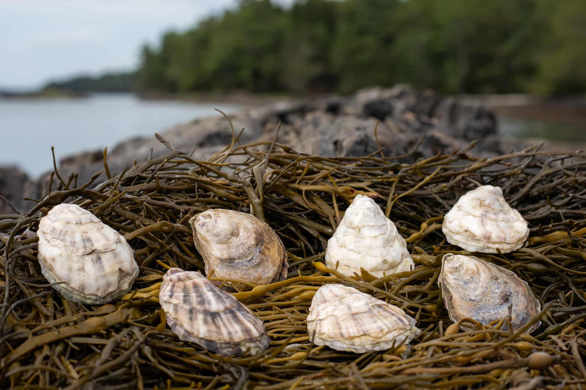 Running Tide shellfish on bladderwrack