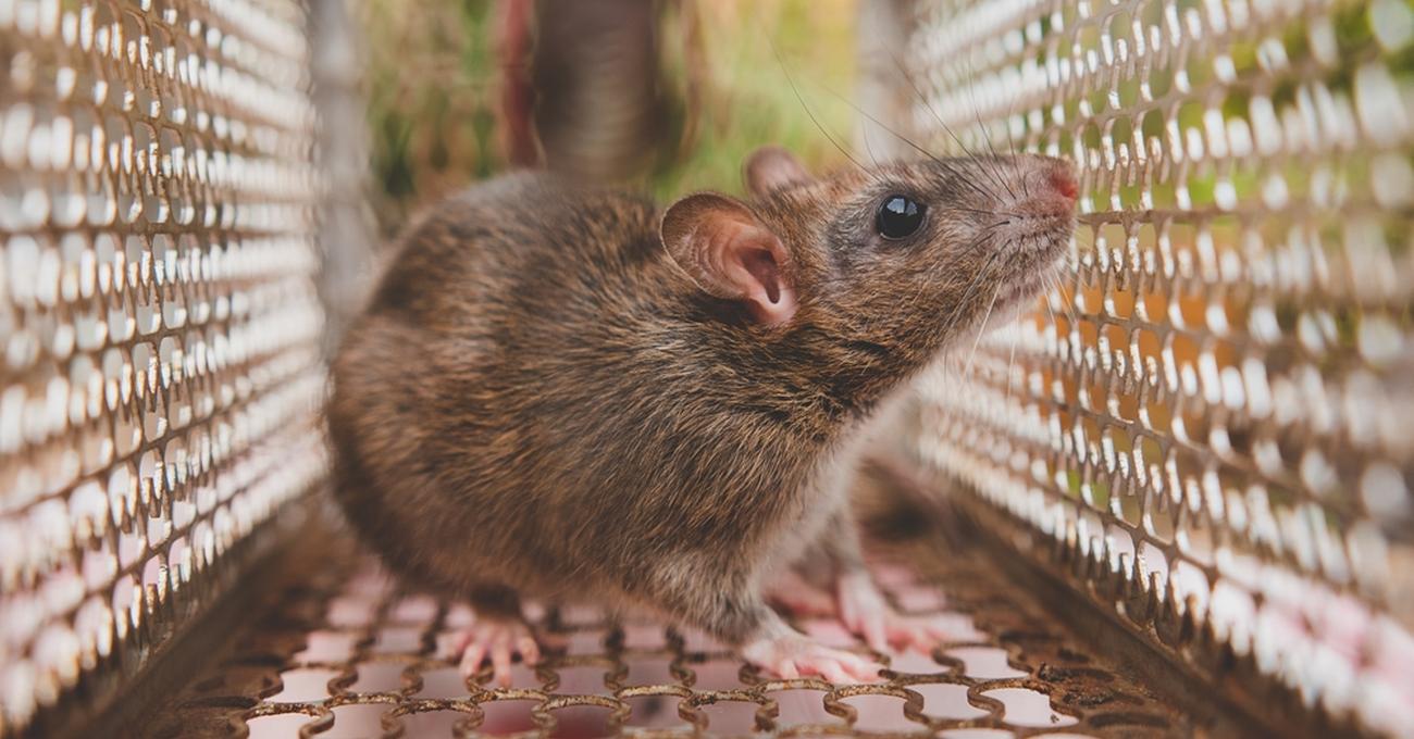 How To Mouse Proof A Camper RV Rank