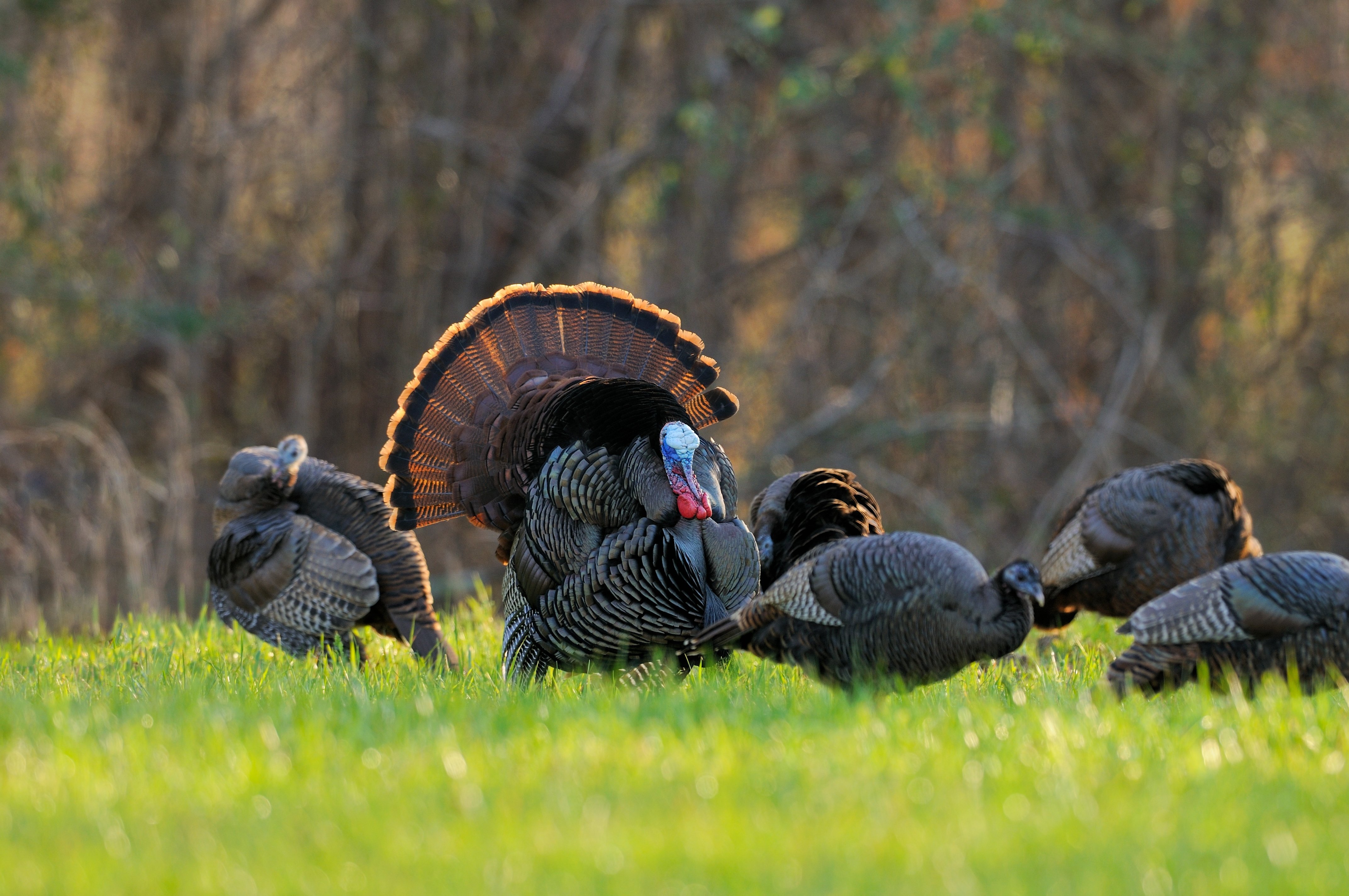 Spring Turkey Hunts