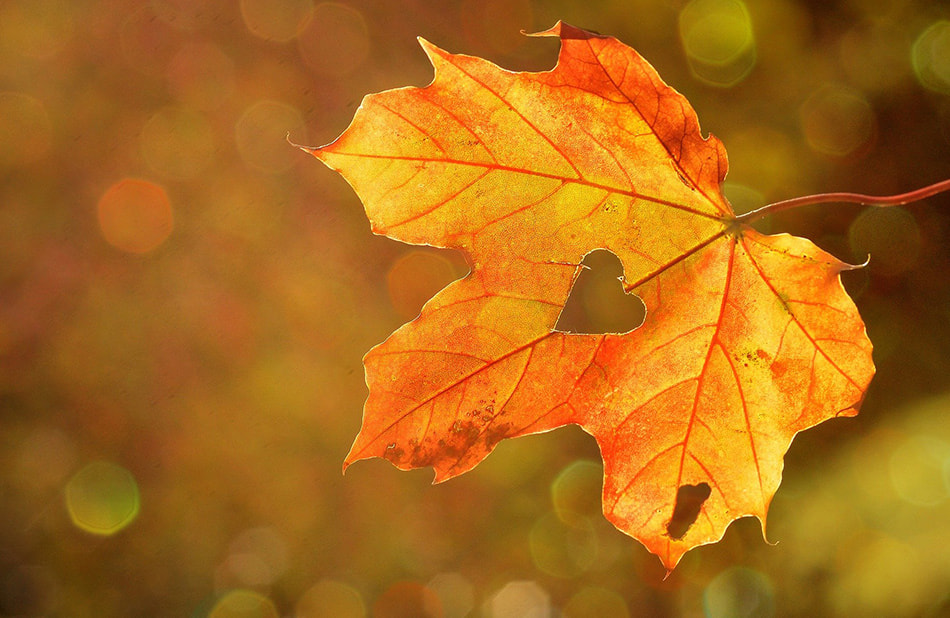 feuille érable - coeur - automne