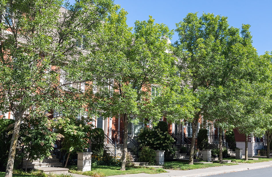 se loger à Montréal - acheter ou louer - maisons et arbres