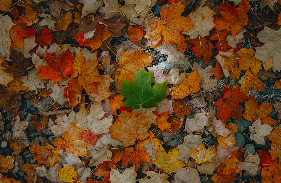feuille érable verte sur tapis feuilles automne