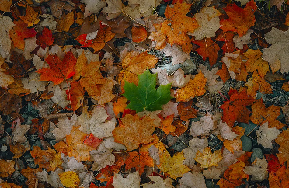 feuille érable verte sur tapis feuilles automne