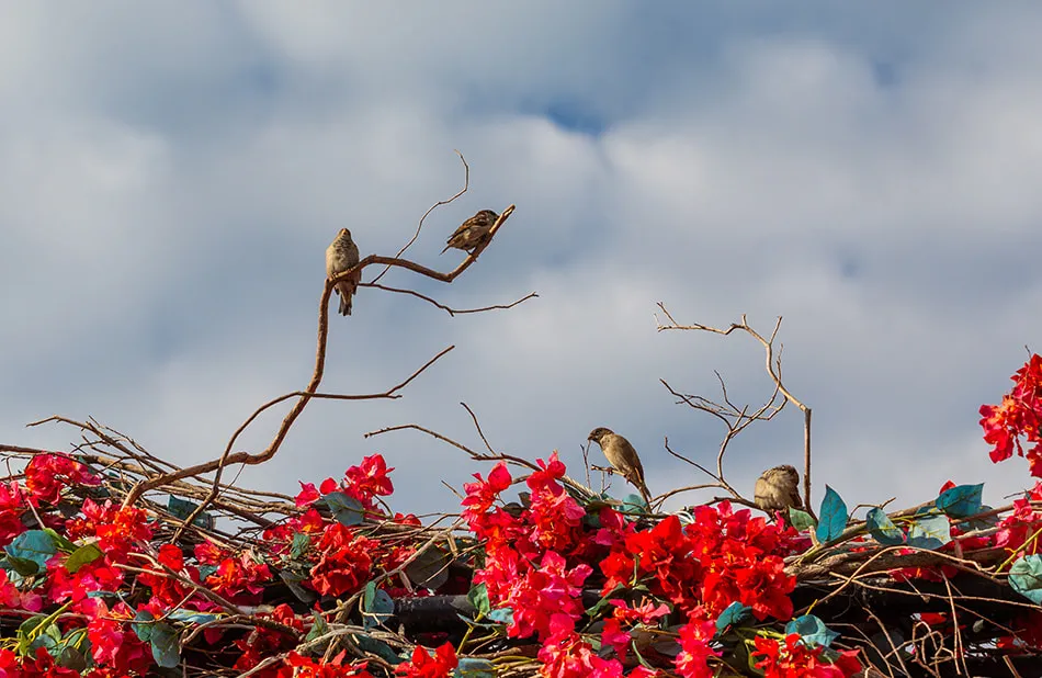Montréal - nid - oiseaux - fleurs