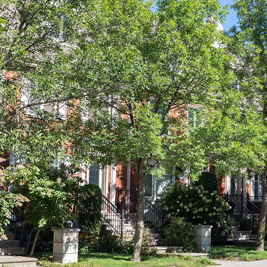 se loger à Montréal - acheter ou louer - maisons et arbres