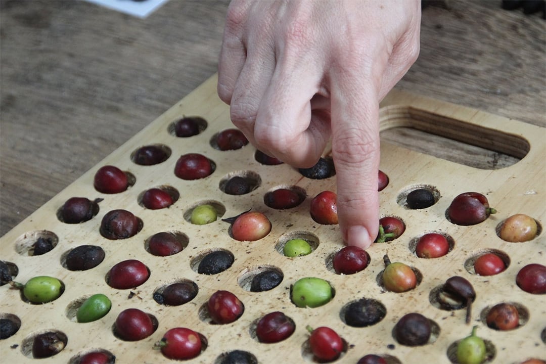 Coffee Quality Institute provides coffee education throughout the