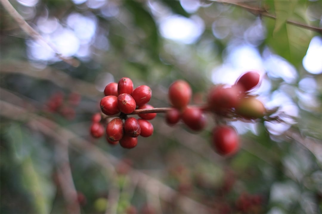 Coffee Quality Institute