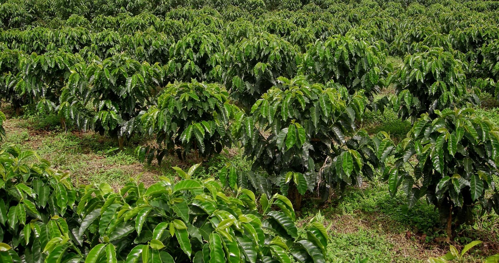 CQI Volunteers at Philippine Coffee Expo 2022