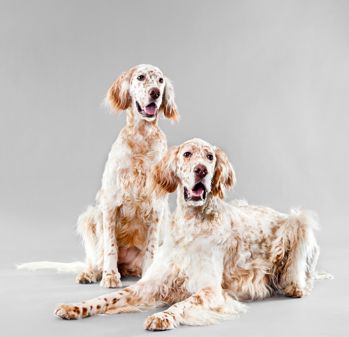 The National Agency of Pet Grooming Schools Inc.