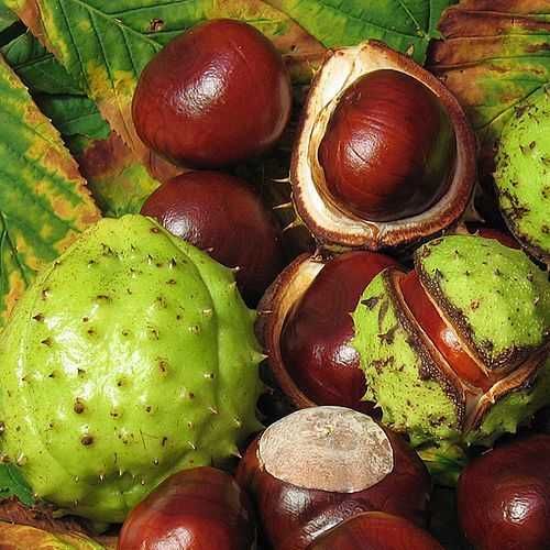 Quelle est la différence entre un marron et une châtaigne — free download