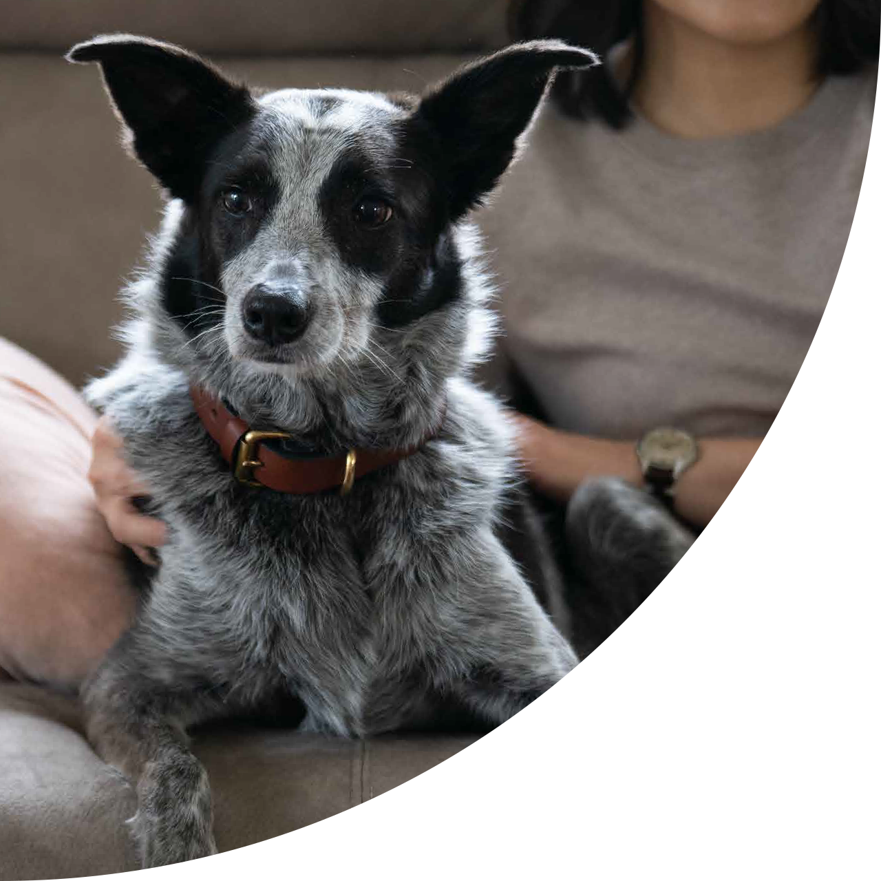 Brisbane Behaviour Vet Australia