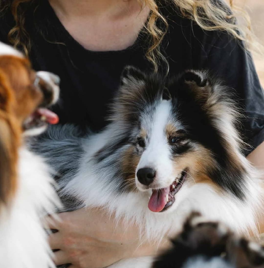 Brisbane Behaviour Vet Australia