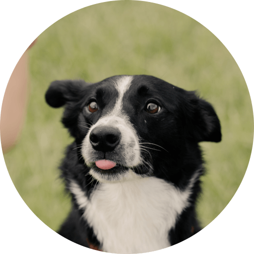 About Brisbane Behaviour Vet Australia